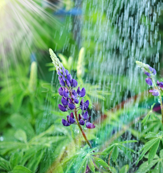 lupine wild flower in the rain Stock photo © inxti
