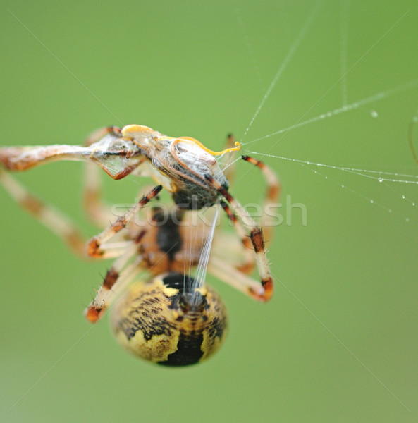 Live Black and Yellow Garden Spider with Prey. Stock photo © inxti