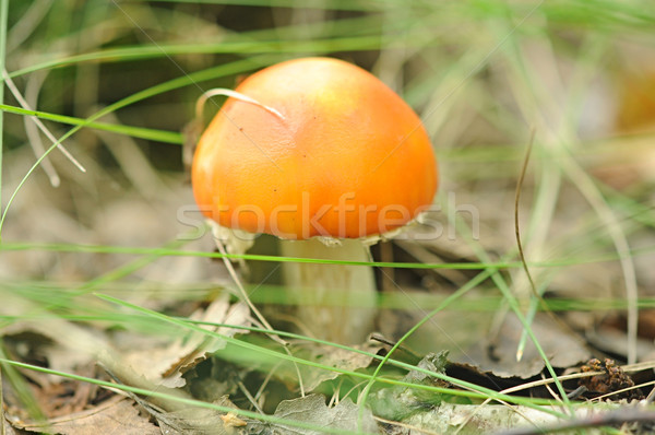 Foto stock: Floresta · cogumelos · grama · comida · natureza · verão