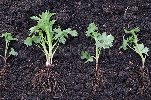 Stock photo: new plant on the soil 