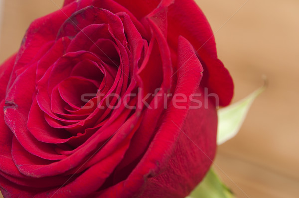 Rose Red amor madera rojo matrimonio tarjeta Foto stock © inxti