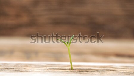 young plant growing close up Stock photo © inxti