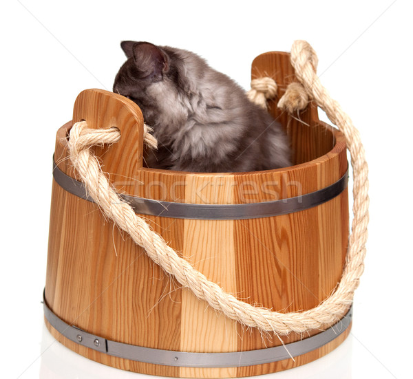 Cute grey cat sitting in wooden barrel on white background Stock photo © inxti