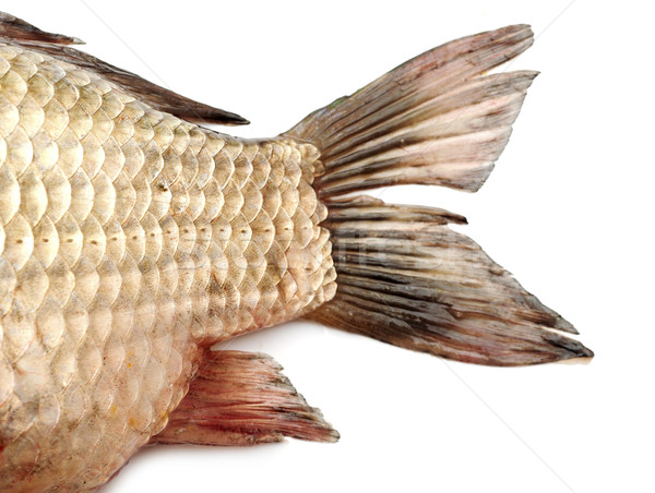 Fish tail,carp  Stock photo © inxti