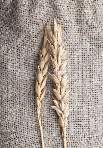 Wheat on sacking background  Stock photo © inxti