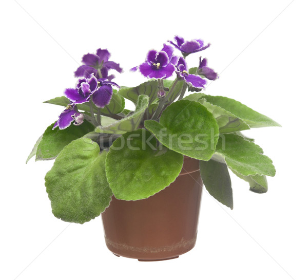 Blossoming violets in flower pot - isolated on white background Stock photo © inxti