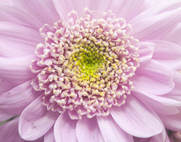 Różowy kwiat drewna lata Daisy kolor Zdjęcia stock © inxti