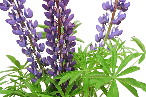 Purple lupines isolated on white  Stock photo © inxti