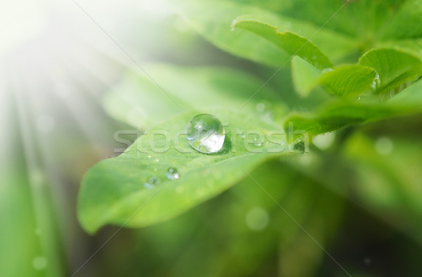 Ochtend dauw water voorjaar natuur blad Stockfoto © inxti