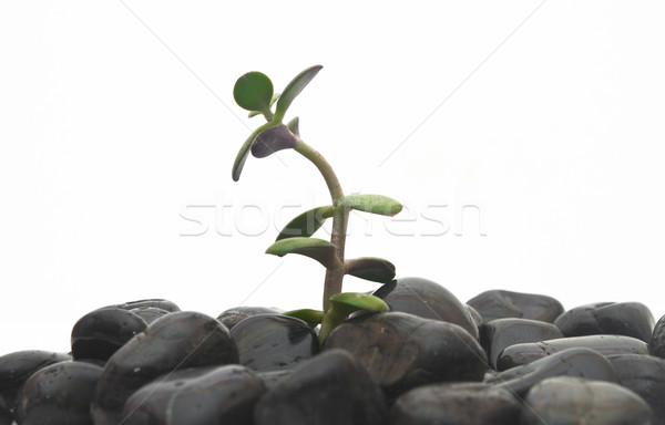Green plant and stones isolated on white background. Stock photo © inxti