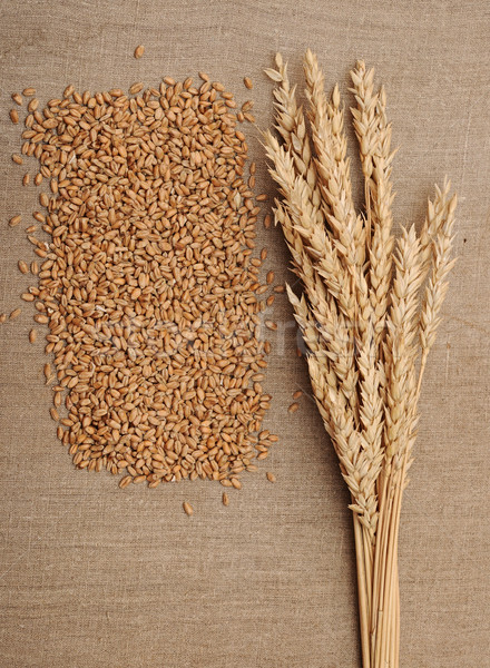 Ears of wheat on linen fabric Stock photo © inxti