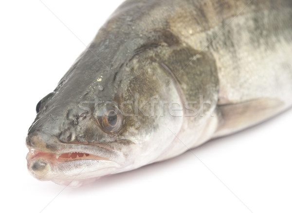fresh pike perch isolated on a white background  Stock photo © inxti
