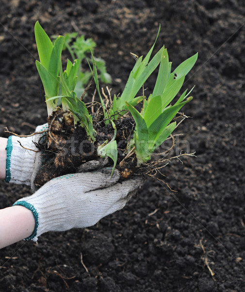 plant in hand over soil background Stock photo © inxti