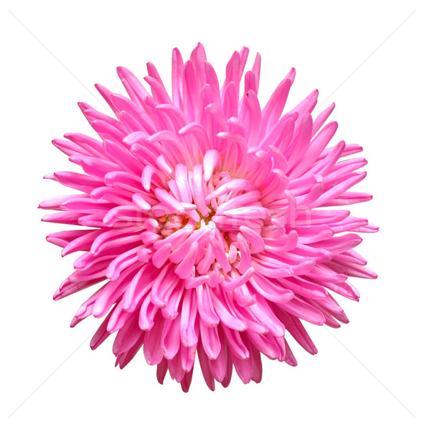 Single aster flower head, isolated on white Stock photo © inxti