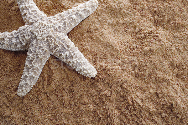 Sabbia primo piano starfish dettagliato macro shot Foto d'archivio © iodrakon