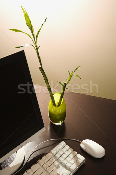 Számítógép szerencsés bambusz asztal váza otthon Stock fotó © iofoto