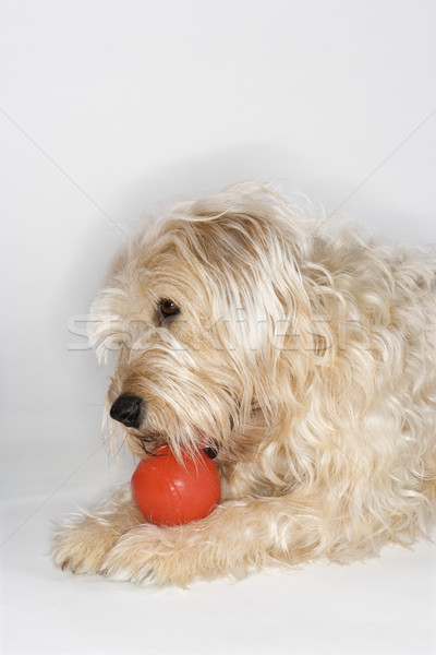 Perro jugando rojo pelota mullido perro marrón Foto stock © iofoto