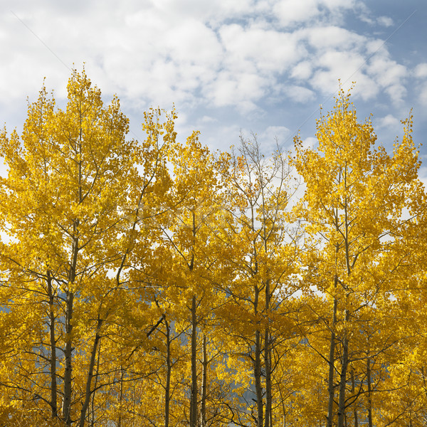 Aspen trees in fall color. Stock photo © iofoto