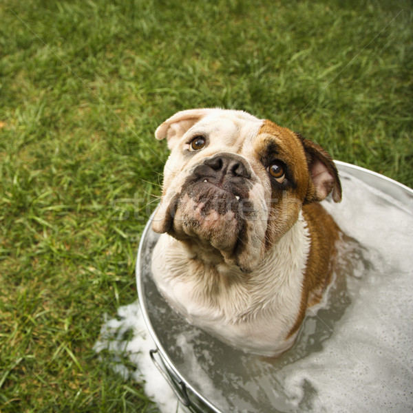 Bulldog kąpieli angielski wanna wody Zdjęcia stock © iofoto