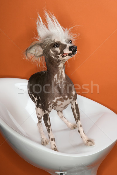 Kínai kutya portré divat haj szín Stock fotó © iofoto