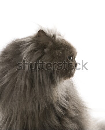 Grigio gatto persiano guardando cat capelli colore Foto d'archivio © iofoto