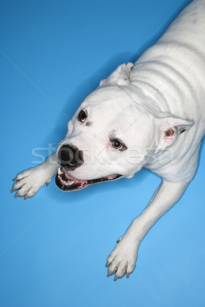 White dog on blue background. Stock photo © iofoto