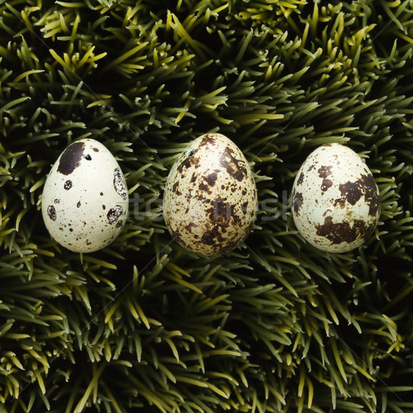 Eggs on grass. Stock photo © iofoto