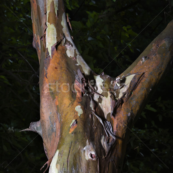 Peeling bark of tree. Stock photo © iofoto