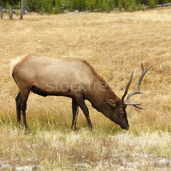Férfi fű park Wyoming szarvas bika Stock fotó © iofoto