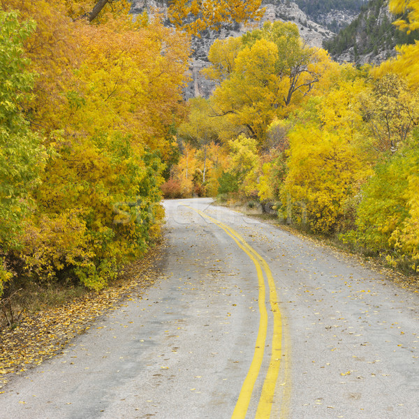 Road with Aspens in Fall. Stock photo © iofoto