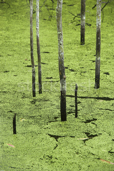 Grünen Sumpf Bäume zunehmend Wasser Pflanzen Stock foto © iofoto