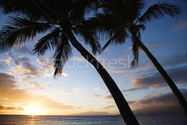 Maui sunset with palm trees. Stock photo © iofoto