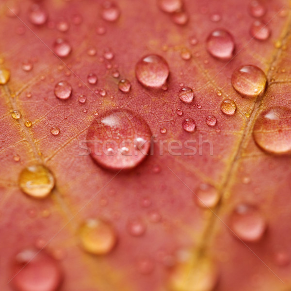 Maple leaf raio cair cor Foto stock © iofoto