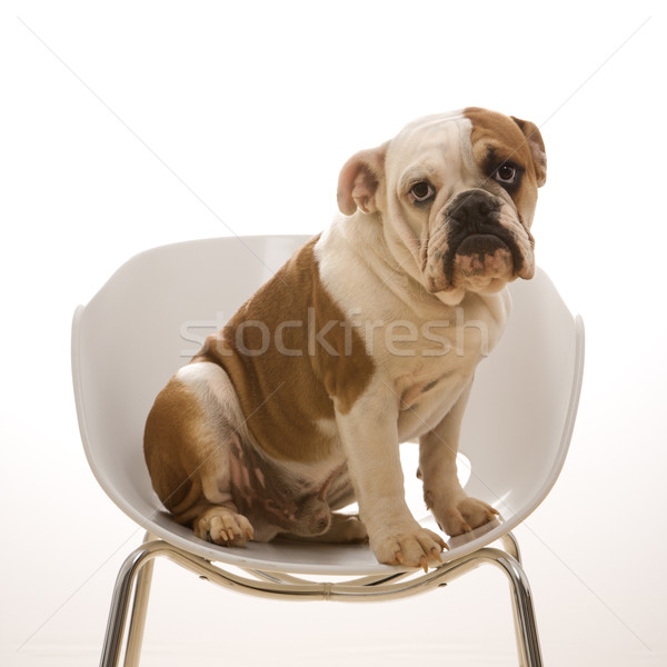Stock fotó: Angol · bulldog · portré · ül · modern · szék