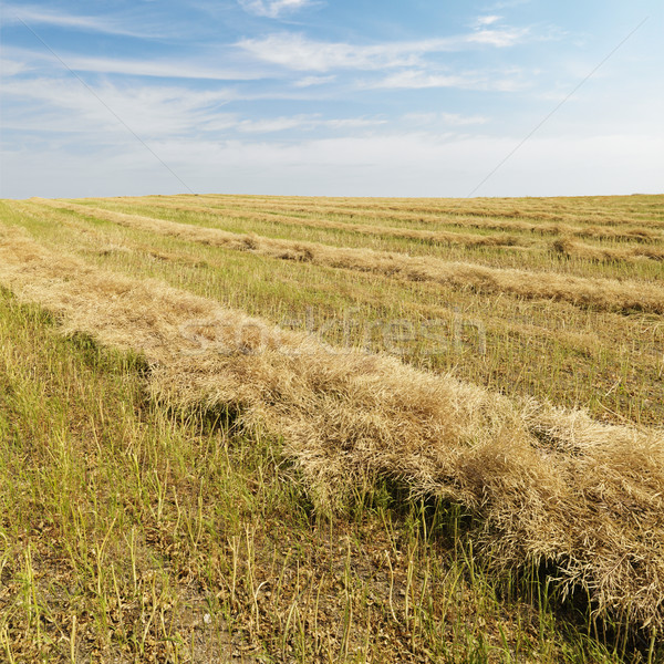 Flax crop after harvest. Stock photo © iofoto