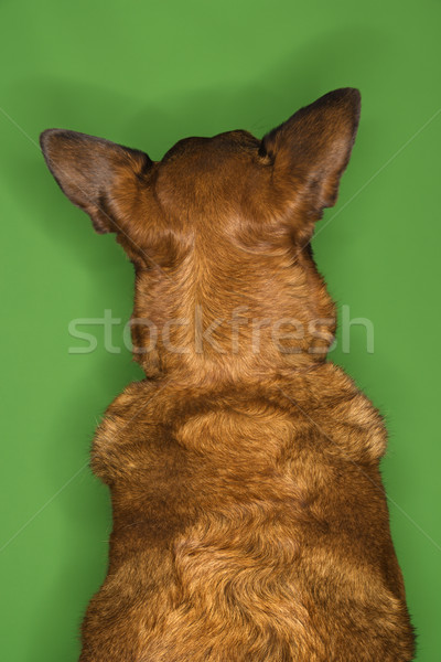 Perro grande orejas mixto raza perro marrón Foto stock © iofoto