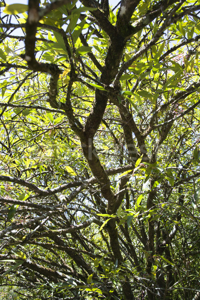 Tree with green leaves in Maui. Stock photo © iofoto