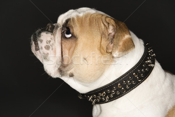 Bulldog in spiked collar. Stock photo © iofoto