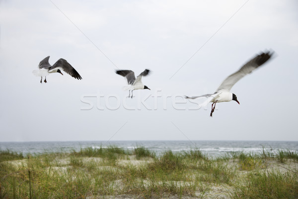 Foto stock: Três · gaivotas · voador · praia · pássaro · aves