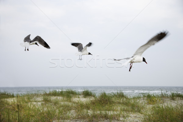 Three seagulls flying over beach. Stock photo © iofoto