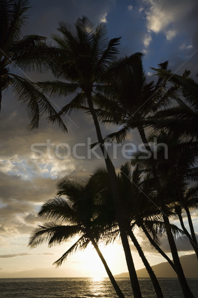 Palm trees at sunset. Stock photo © iofoto
