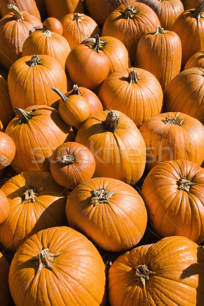 Pile of pumpkins. Stock photo © iofoto