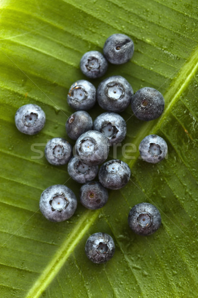 Blueberries. Stock photo © iofoto