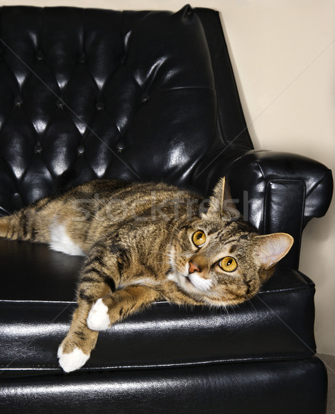 Tabby cat on leather chair. Stock photo © iofoto
