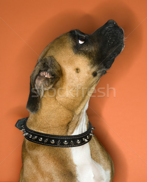 Boxer dog in spiked collar. Stock photo © iofoto