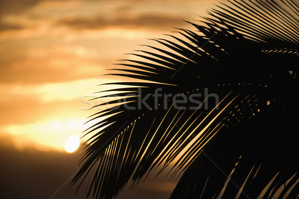 Palm against sunset in Maui. Stock photo © iofoto
