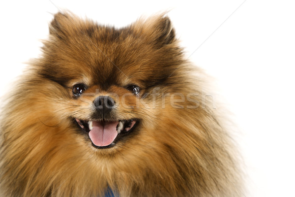 Kutya portré mosoly boldog szín állat Stock fotó © iofoto