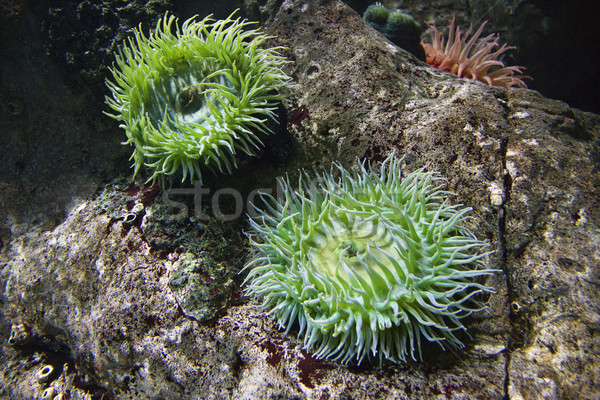 Sea anemone. Stock photo © iofoto