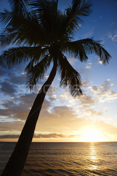 Puesta de sol palmera cielo océano Hawai EUA Foto stock © iofoto