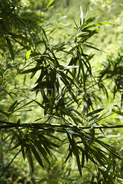 Bamboo leaves in Maui, Hawaii. Stock photo © iofoto